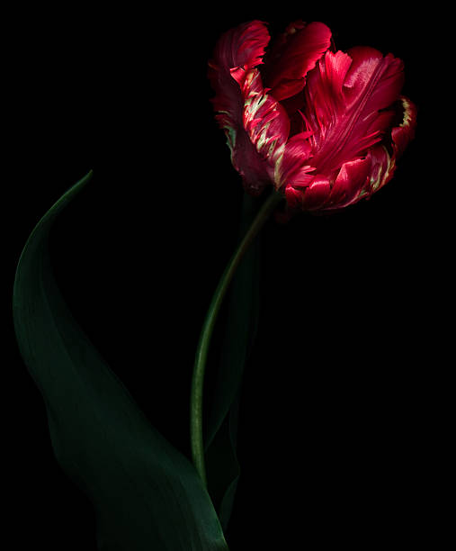 Red Parrot Tulip isolated against a black background.