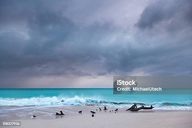 Karaibska Plaża Dryfujące Drewno Z Dramatyczne Niebo - zdjęcia stockowe i więcej obrazów Dryfujące drewno