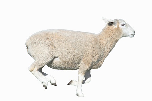 Sheep runs on white background.