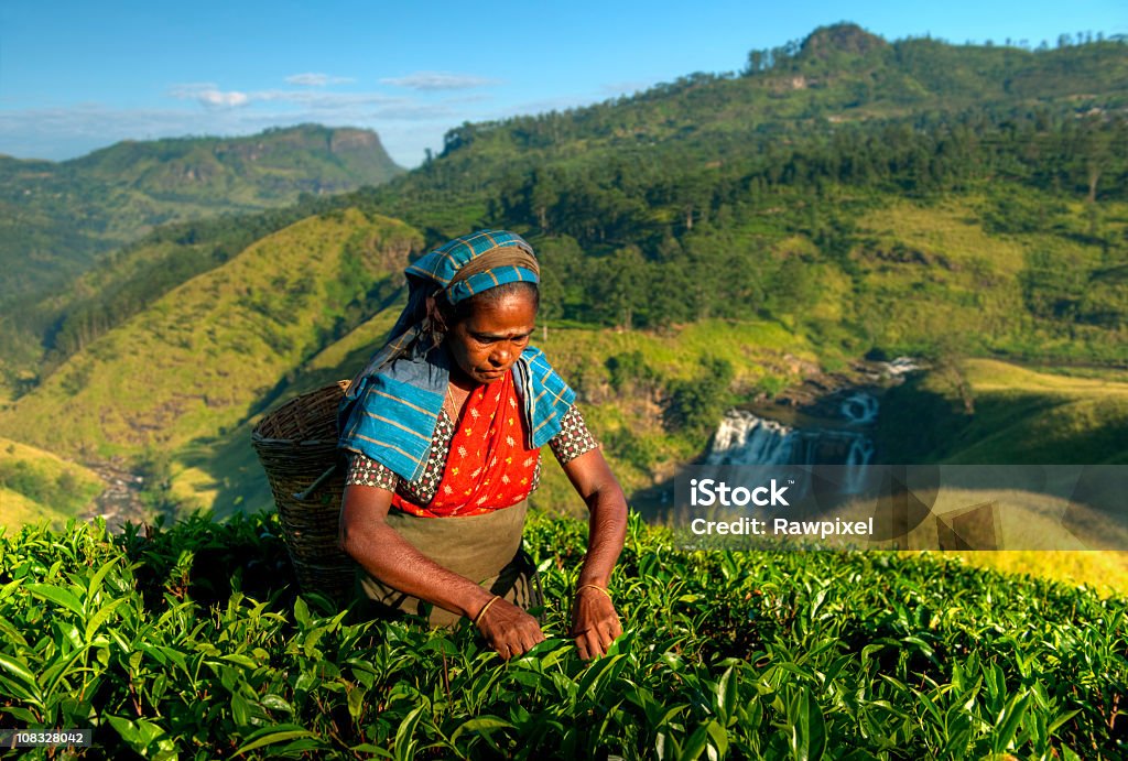 Selector de té - Foto de stock de Sri Lanka libre de derechos