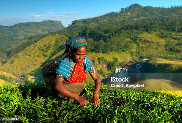 Foto de Selecionador De Chá e mais fotos de stock de Sri Lanka - Sri Lanka, Chá - Colheita, Pegar Frutos