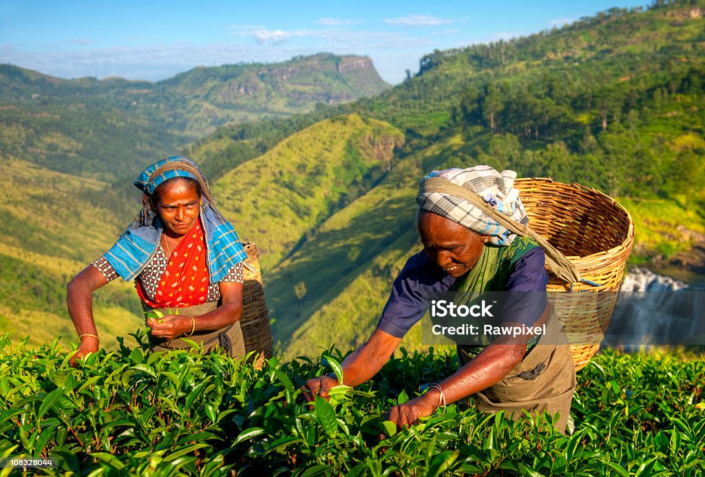 Tee-Musiker - Lizenzfrei Plantage Stock-Foto