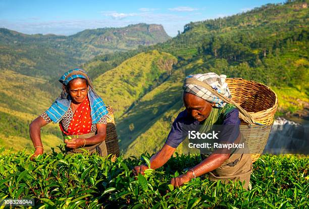 Teemusiker Stockfoto und mehr Bilder von Plantage - Plantage, Teepflanze, Agrarbetrieb