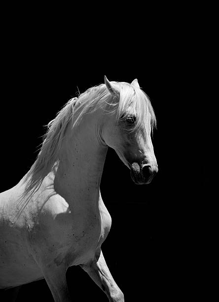 White Stallion Horse Andalusian BW  stallion photos stock pictures, royalty-free photos & images