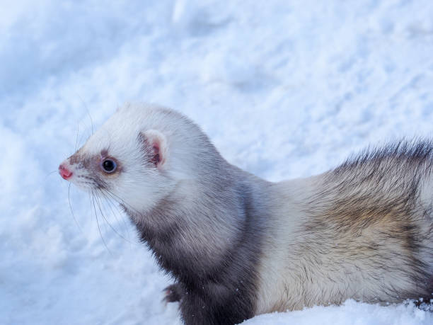 istock Ferret in the snow 1083282070
