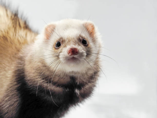 istock Look of the ferret looking at the camera 1083282086