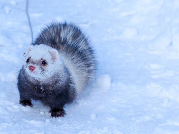 istock Ferret in the snow 1083282104