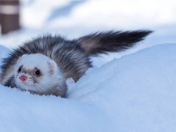 istock Ferret in the snow 1083282142