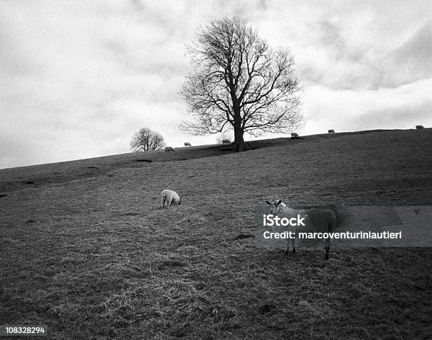 Sheep England Stock Photo - Download Image Now - Sheep, Sparse, Animal Themes
