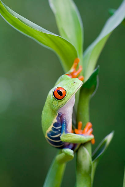 istock Red-eyed Treed Frog on Plant 108328311
