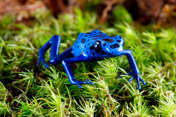 Blue Poison Dart Frog  poison arrow frog stock pictures, royalty-free photos & images