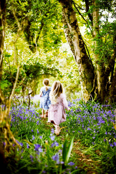 A beautiful mixed race little girl picking bluebells bathed in sunshine.