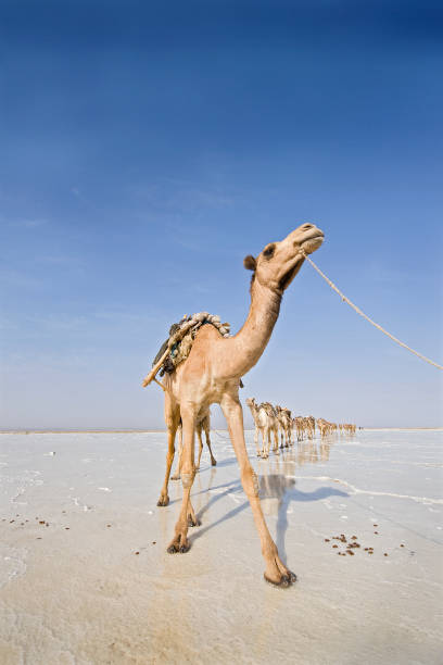istock Camels in a salt caravans, Danakil Desert, Ethiopia 108328475