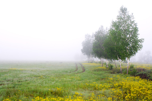 Birch trees stands against a wall of fog.