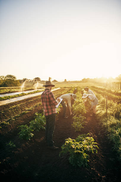 working together to keep the farm producing - agriculture teamwork farmer people imagens e fotografias de stock