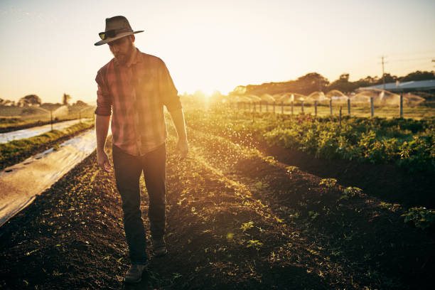 istock Doing the rounds on his farm 1083286594