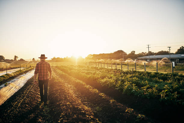 Keeping a close watch on his crops Rearview shot of a male farmer tending to his crops on the farm ranch stock pictures, royalty-free photos & images