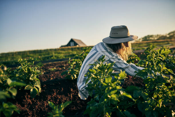 istock Tending to her crops 1083286602