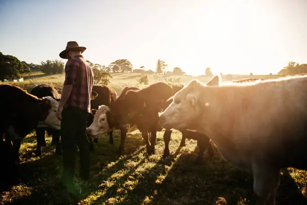 Full length shot of a male farmer tending to his herd of cattle on the farm