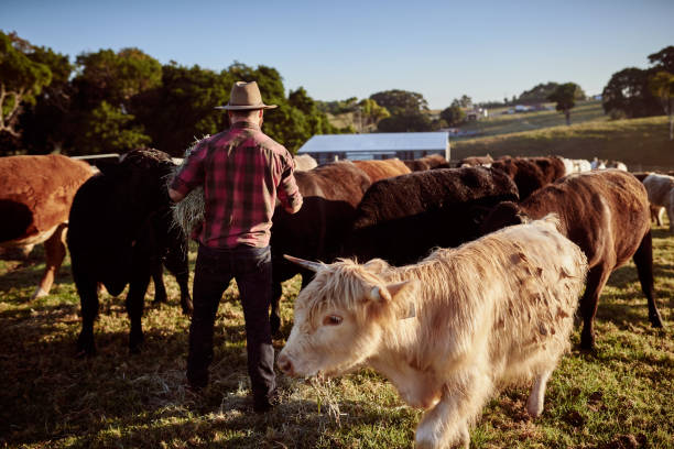 istock Making sure his herd is well taken care of 1083286618