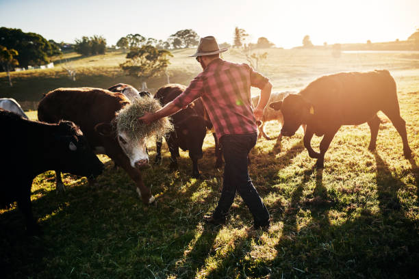 istock Only the best for his cattle 1083286620