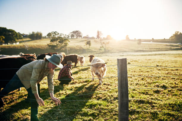 istock Making sure their cattle are healthy 1083286624