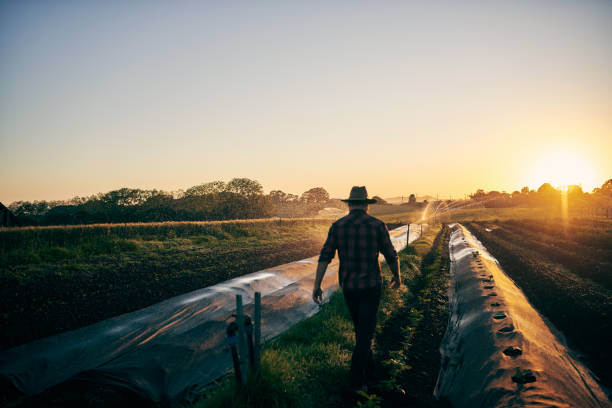 Walking through his fields stock photo