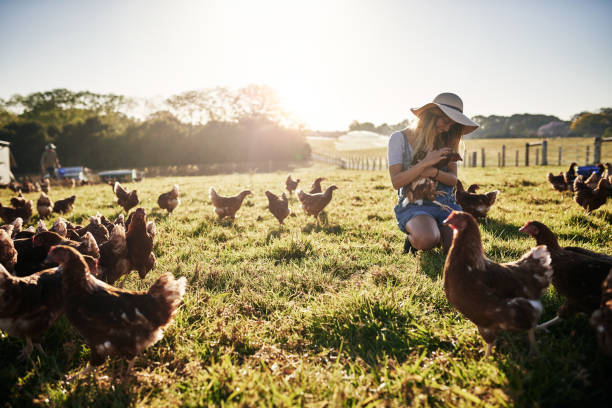 ela adora o trabalho na fazenda - animal egg - fotografias e filmes do acervo