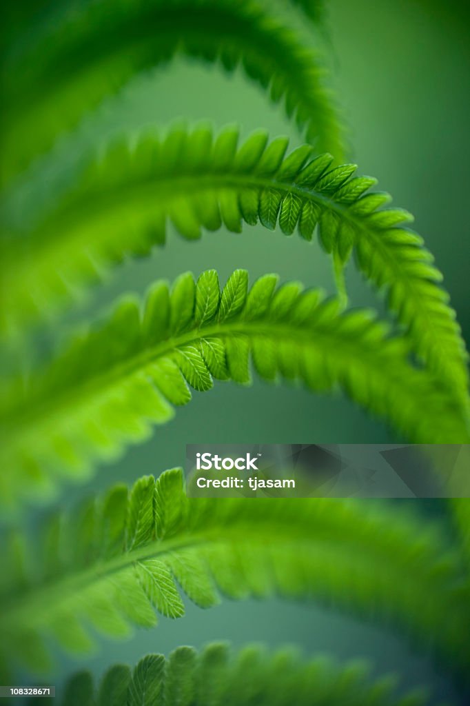 Fern verde - Foto stock royalty-free di Felce