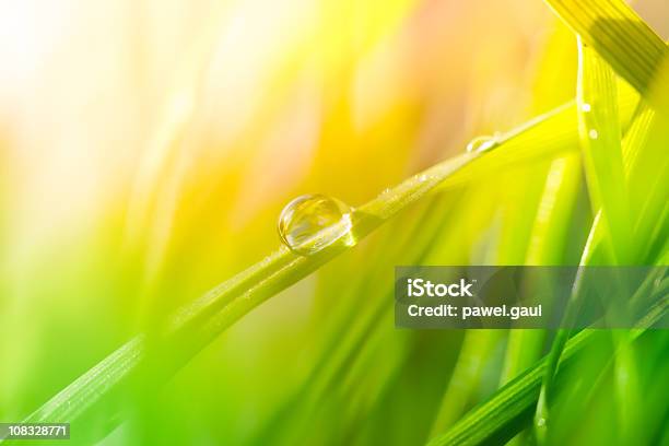 Morning Dew On Blades Of Grass During Sunrise Or Sunset Stock Photo - Download Image Now