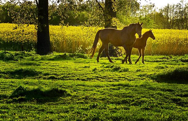 pastar mare y su potro en la noche, tiempo - foal mare horse newborn animal fotografías e imágenes de stock