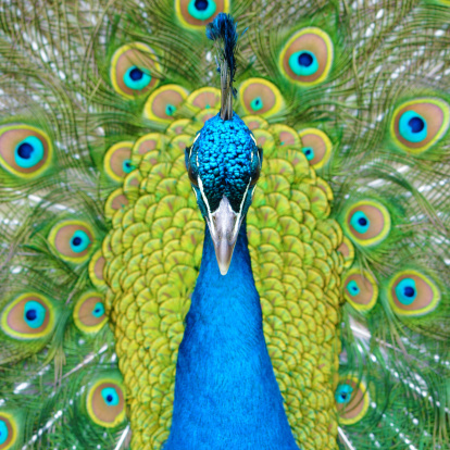 peafowl bird. headshot Portrait close-up