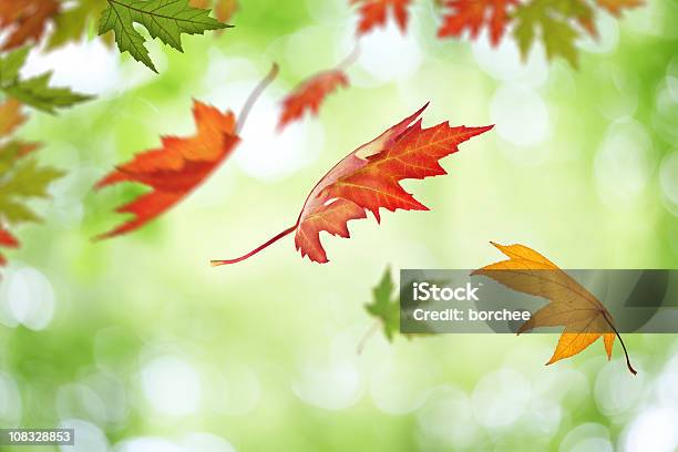 Caer Foto de stock y más banco de imágenes de Hoja de arce - Hoja de arce, Caer, Flotando en el aire