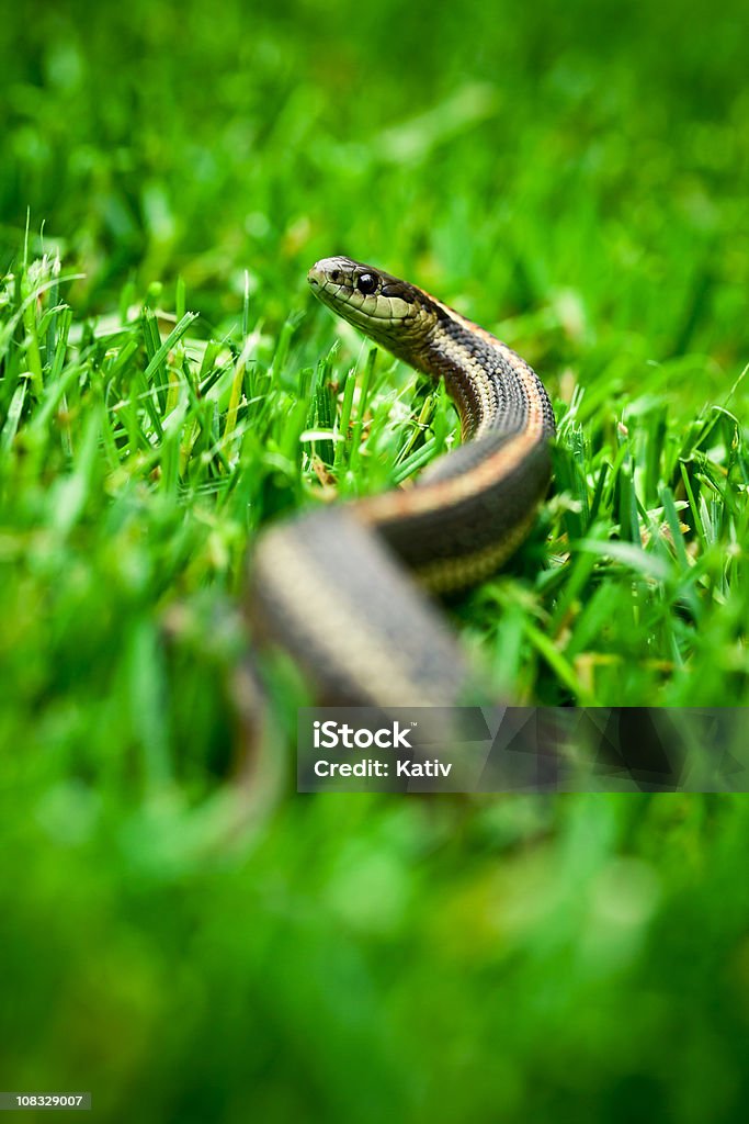 Garter Snake Looking Up  Animal Themes Stock Photo