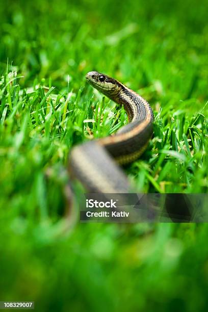 Garter Snake Looking Up Stock Photo - Download Image Now - Animal Themes, Animal Wildlife, Close-up
