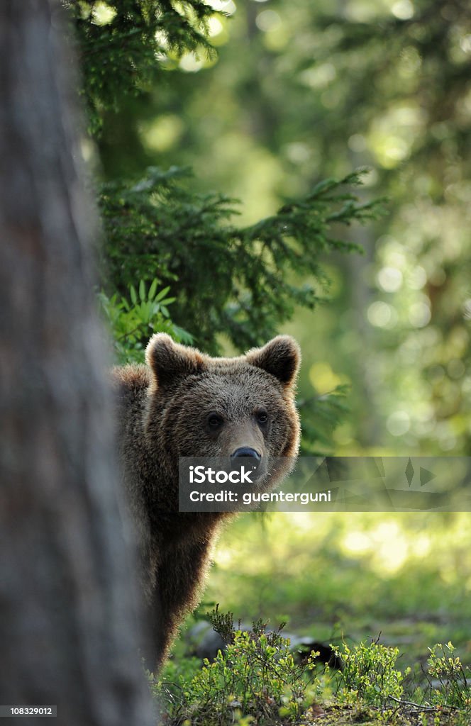 Brown Bear detrás de un árbol en la luz de la mañana, vida silvestre de disparo - Foto de stock de Oso libre de derechos