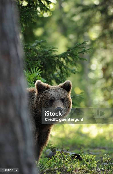 Brown Bear Detrás De Un Árbol En La Luz De La Mañana Vida Silvestre De Disparo Foto de stock y más banco de imágenes de Oso