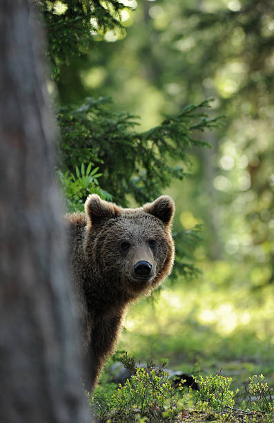 Brown bear peeking from behind a tree in a sunlit wild area stock photo