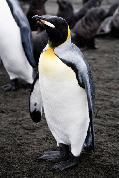 istock Lonely King Peguin in the Rain 108329048