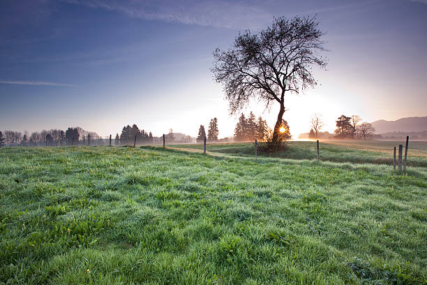 Early morning, wild herbs in the contre , fog and diffused light at the back