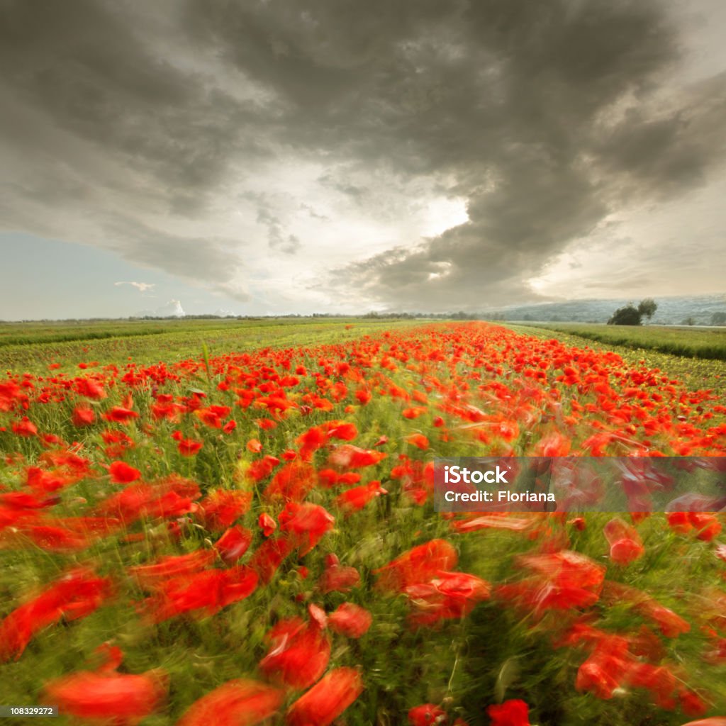 Vento è un campo di papaveri dipinto - Foto stock royalty-free di Ambientazione esterna