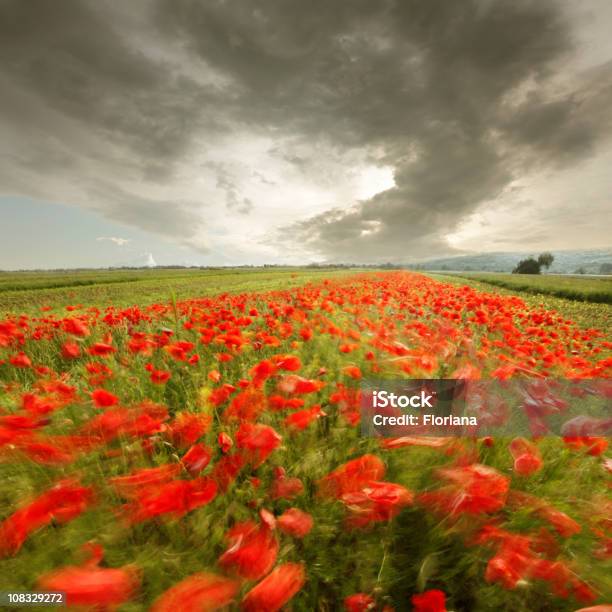 Vento È Un Campo Di Papaveri Dipinto - Fotografie stock e altre immagini di Ambientazione esterna - Ambientazione esterna, Campo, Cielo minaccioso