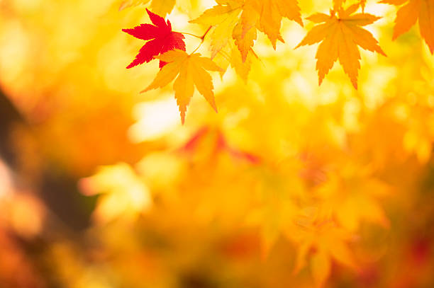 glitzernde herbst blätter - autumn japanese maple maple tree selective focus stock-fotos und bilder