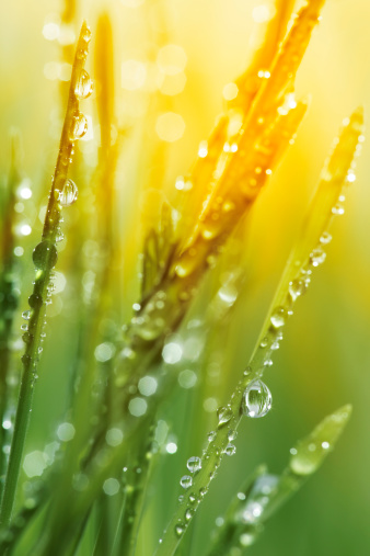 Close up of grass with dew, early morning