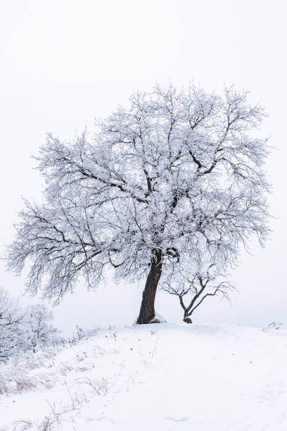 istock Oak on a high hill covered with snow in winter 1083295244