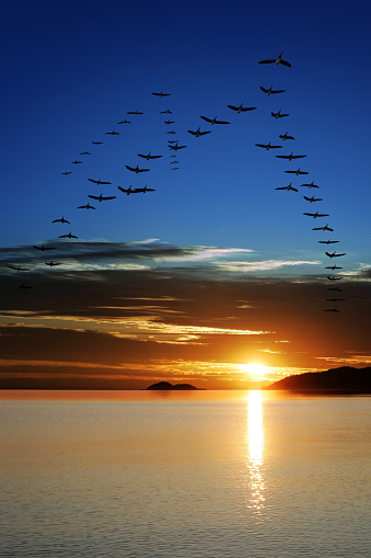 Silhouetted geese in flight at sunset