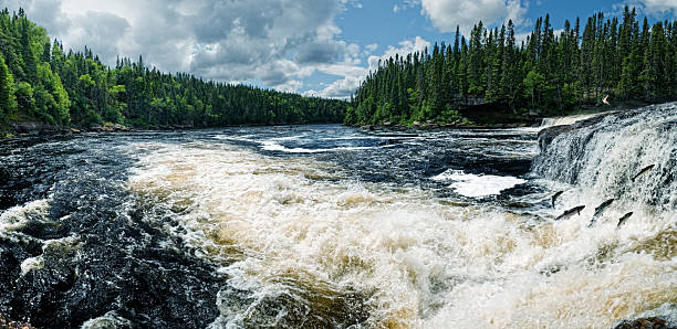 nager à contre-courant - landscape canada north america freshwater fish photos et images de collection