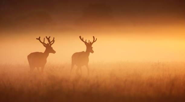 Two stags  richmond park stock pictures, royalty-free photos & images