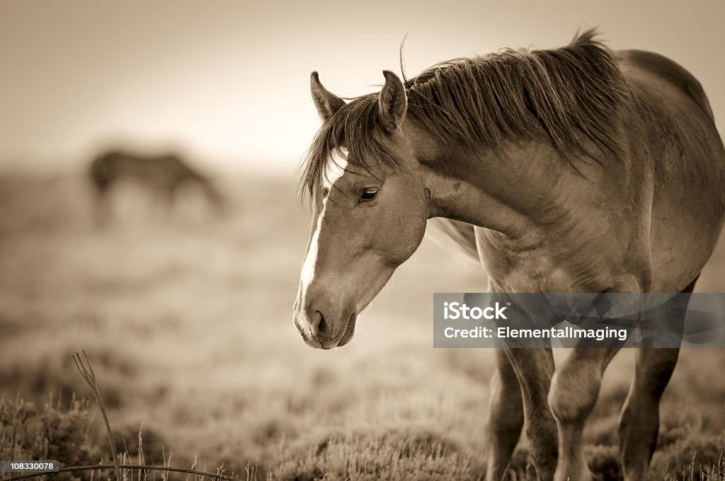 Wyoming étalon sauvage Portrait au coucher du soleil - Photo de Cheval libre de droits