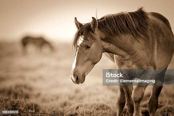 Photo libre de droit de Wyoming Étalon Sauvage Portrait Au Coucher Du Soleil banque d'images et plus d'images libres de droit de Cheval